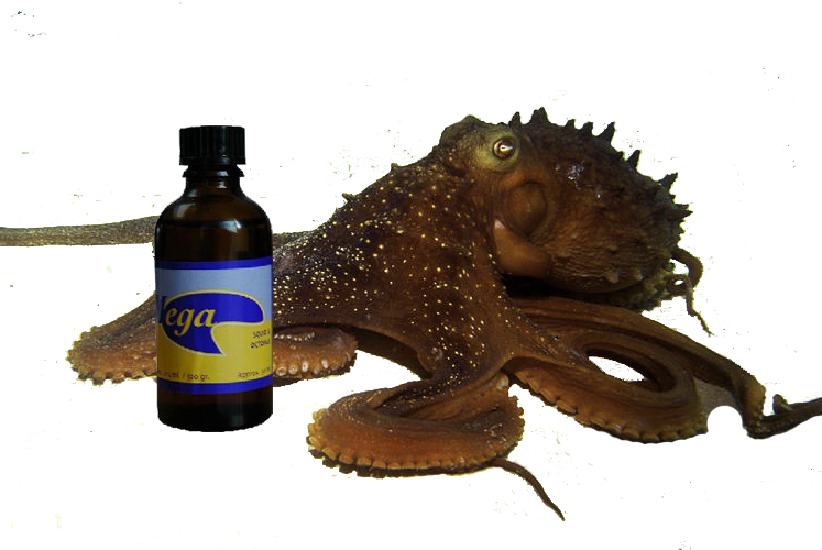 product name